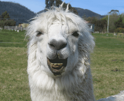 the alpaca sulk Alpaca