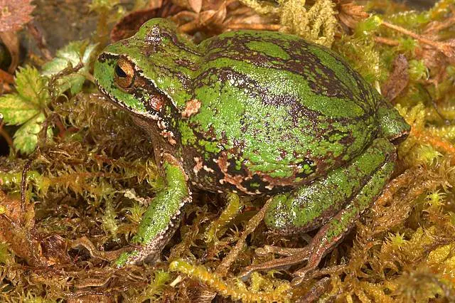 Camouflage colours allow the Marsupial Treefrogs to blend in with the surroundings