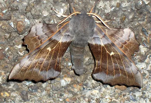 1356462415 ff7caf1f01 Poplar Hawk moth