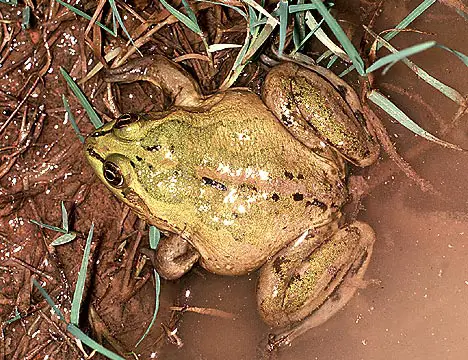 Paradoxical Frog has a great camouflage, making it very hard to notice
