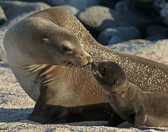 200796947570.Galapagos Sea lion and pup California Sea Lion
