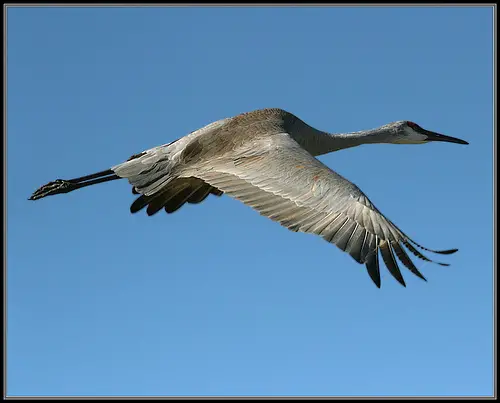 A Sandhill Crane in flight