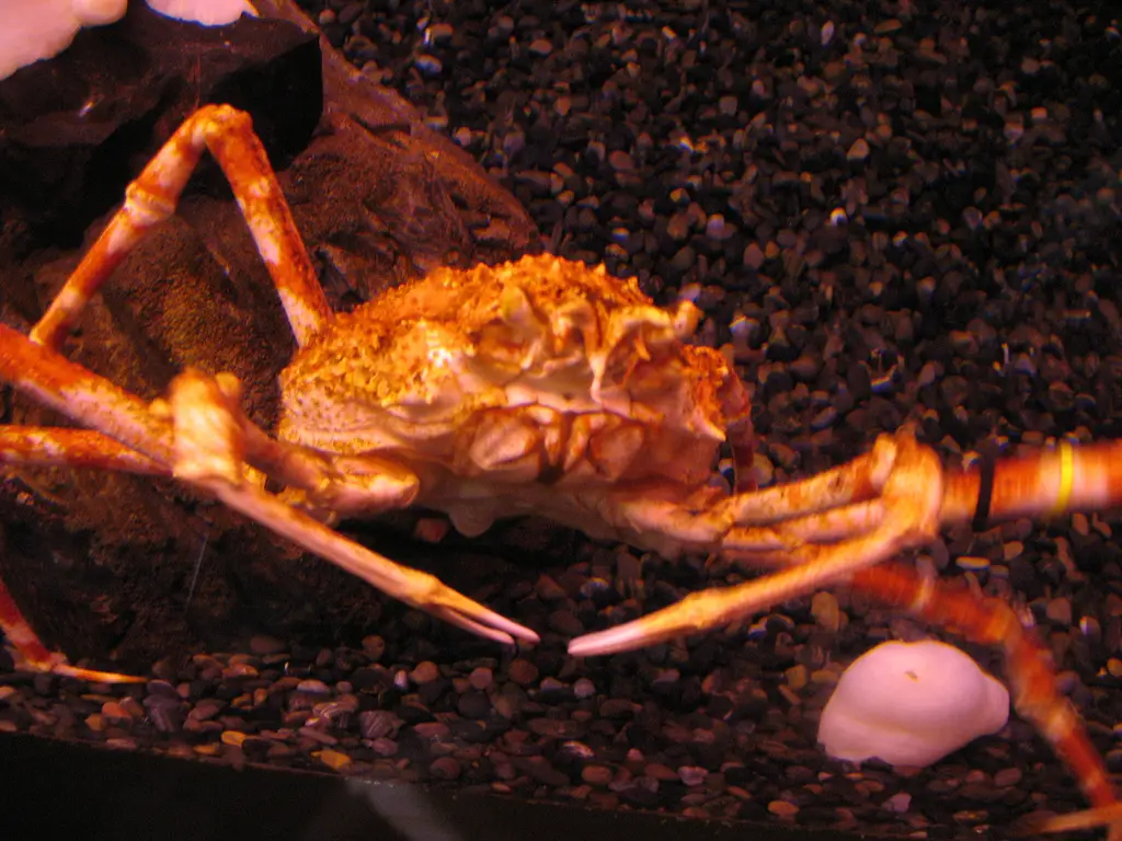 The Japanese Spider Crab in an aquarium