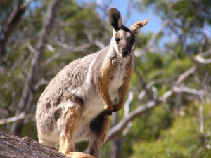 Although they can't climb, the Brush-tailed Rock-wallabies often jump on dead trees