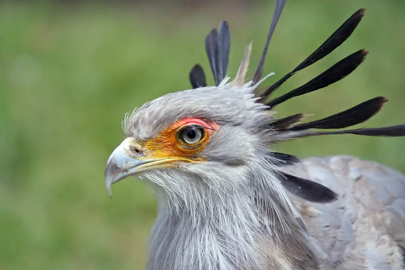 Secretary Birds have earned their name thanks to the set of black feathers in their crest