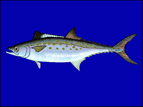 A drawing of an Atlantic Spanish Mackerel