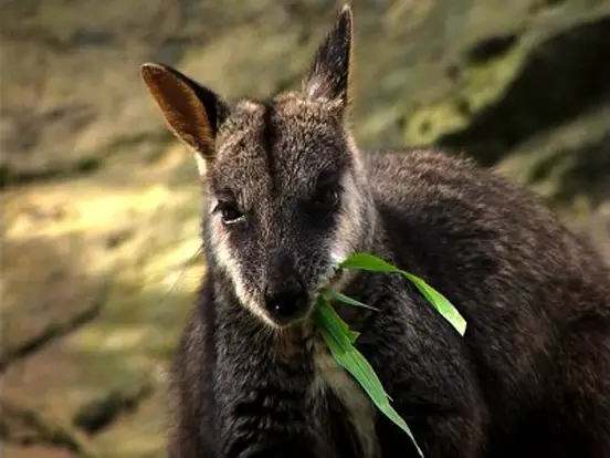Brush-tailed Rock-wallabies rarely eat anything other than grass