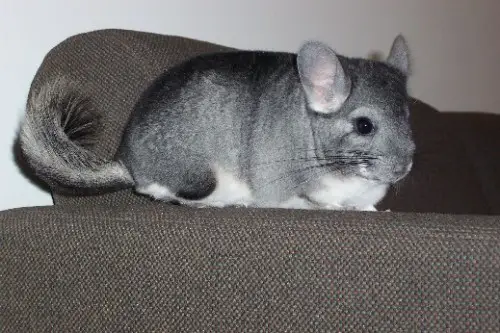 Chinchilla resting on a sofa