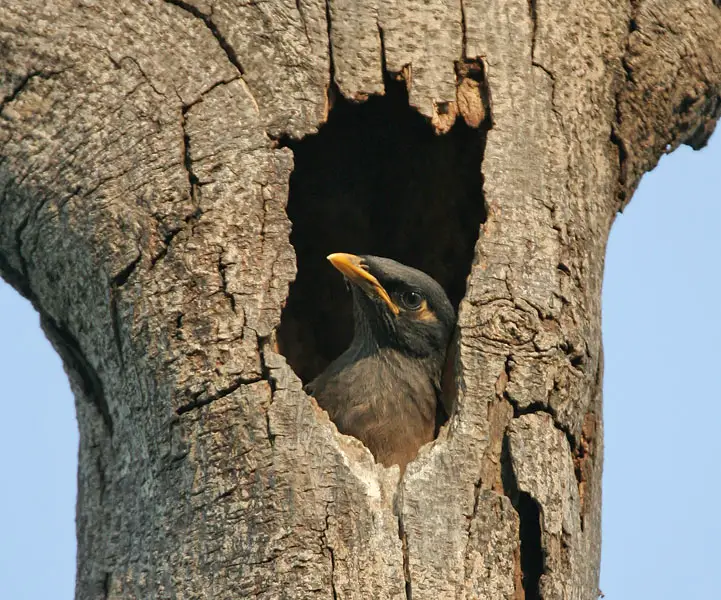 Tree cavities are are very well suited for Myna nests