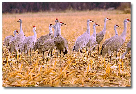 A group of Sandhill Cranes in a farm territory