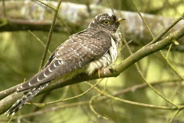 A Common Cuckoo in the forest