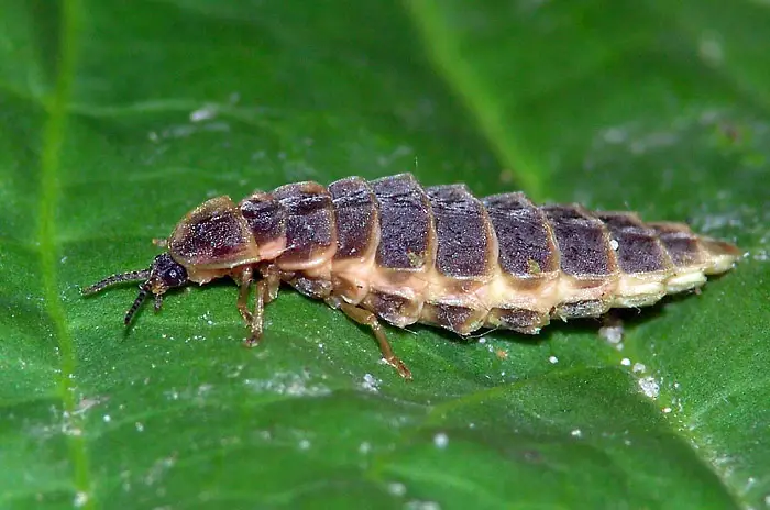 Glow-worm caterpillars are highly predatorous and very active