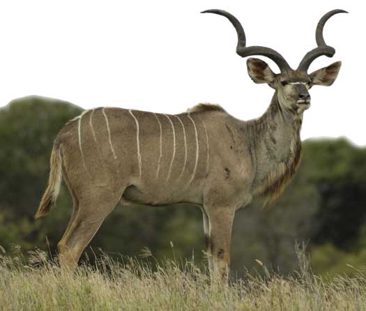 Greater Kudus are one of the largest and strongest antelopes, but they're still vulnerable to many predators
