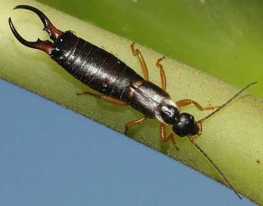 Common Earwig's peculiar appearance has been a reason for many superstitious myths