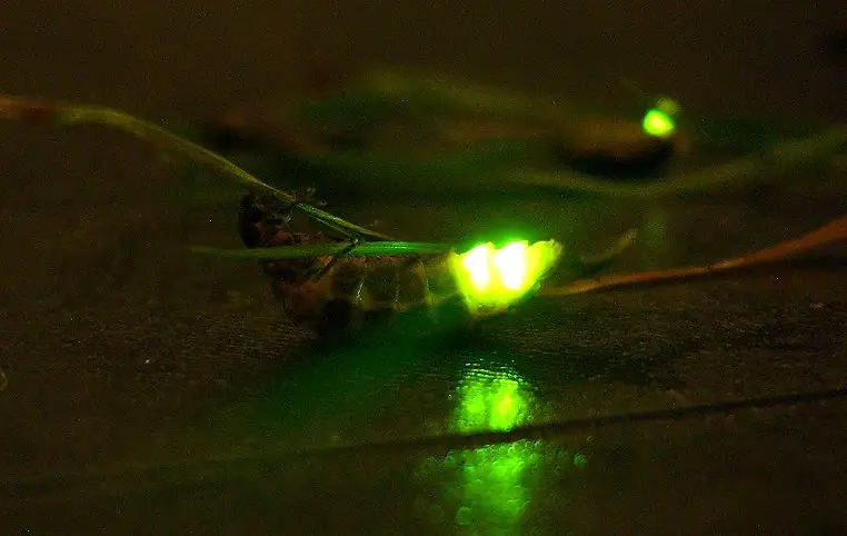 Glow worm2 Glow worm