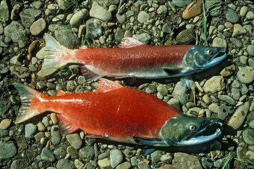 2 sockeye salmon species
