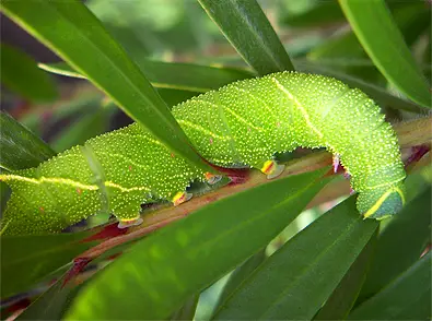 A Poplar Hawk-moth caterpillar
