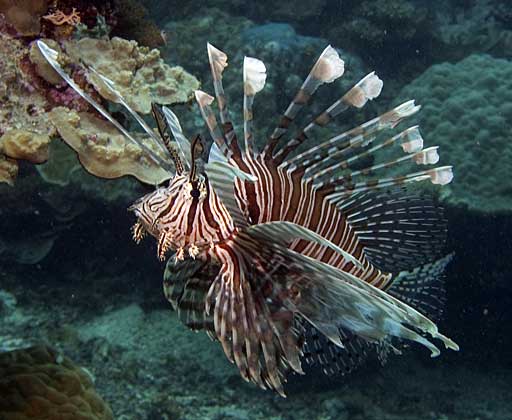 Red Lionfish displaying the dangerous spikes
