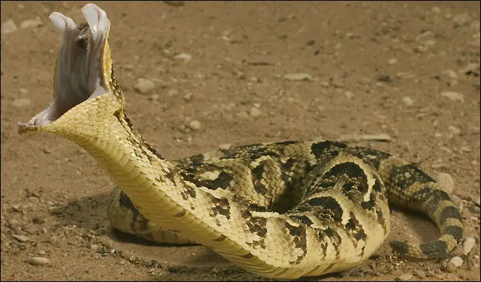 Puff Adders are feared by humans and not without a reason