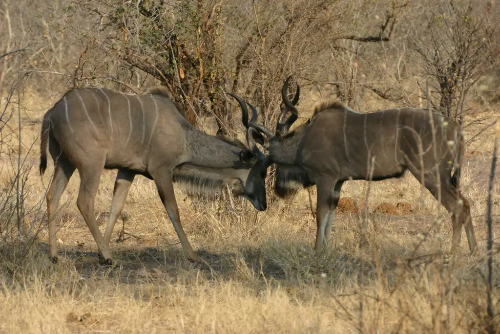 Kudu male fights are symbolic and rarely result in injuries
