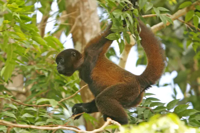 Wooly Monkey on the move we Humboldt’s Woolly Monkey