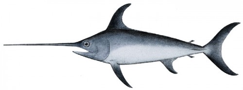 The Swordfish is a highly migratory predator