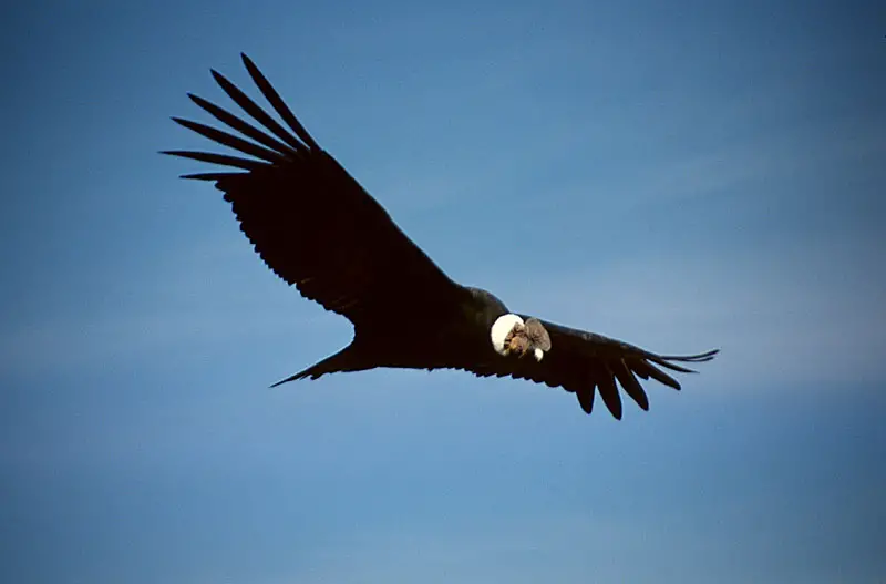 The Andean condor can glide for hours without stop