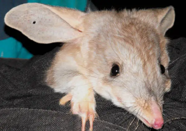 Bilby's rosy nose is the reason for the animal's alternate name - "Pinkie"