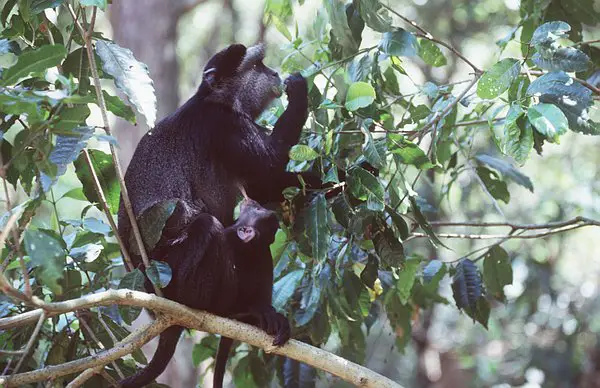 Blue Monkeys spend most of their lives high in the treetops