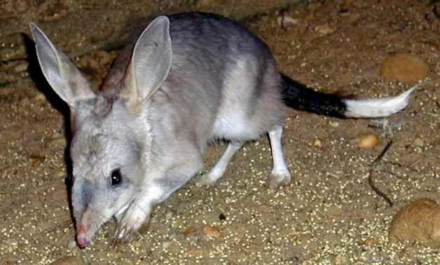 Bilby's large ears make their hearing extremely sensitive