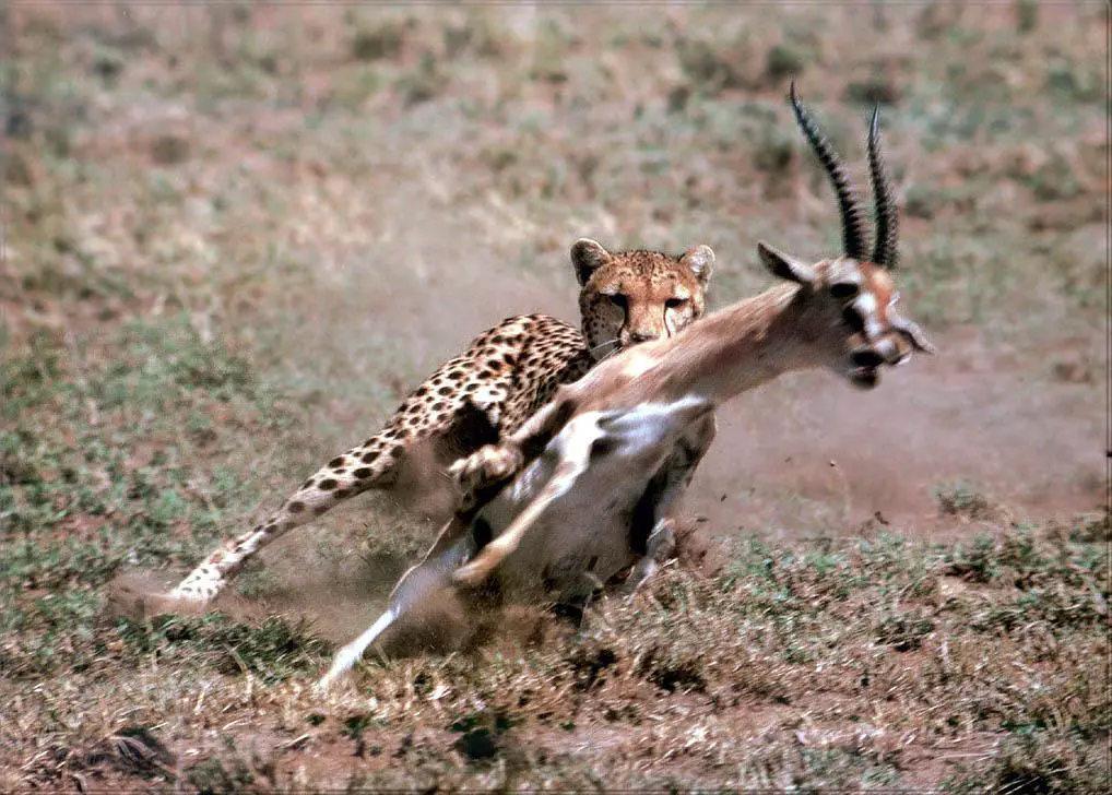 cheetah hunt Thomson’s Gazelle