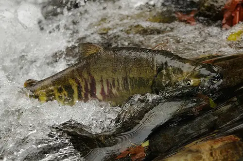 chum salmon upstream Chum Salmon