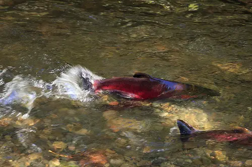 coho salmon spawning Coho Salmon