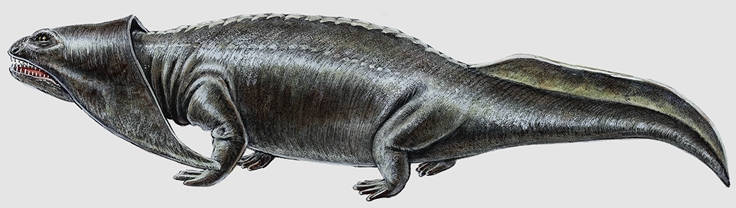 A drawing of the Diplocaulus