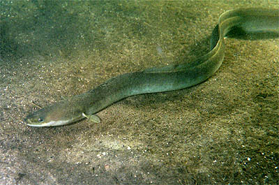 Eels are elonged fish, not snakes