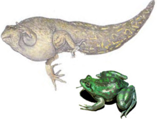 A drawing showing size ratio of a tadpole and a mature Paradoxical Frog