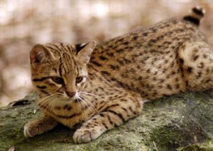 Geoffroy's cats may sometimes seem identical to house cats