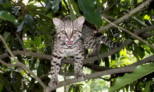 Geoffroy's cats are small, but extremely potent hunters