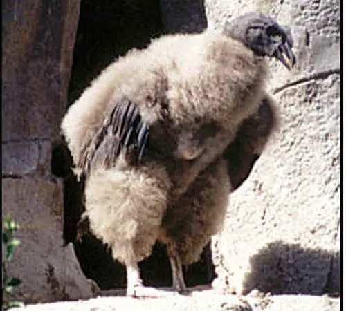 kondor Andean Condor