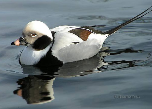 Long-tailed Ducks are named for their elongated tail feathers