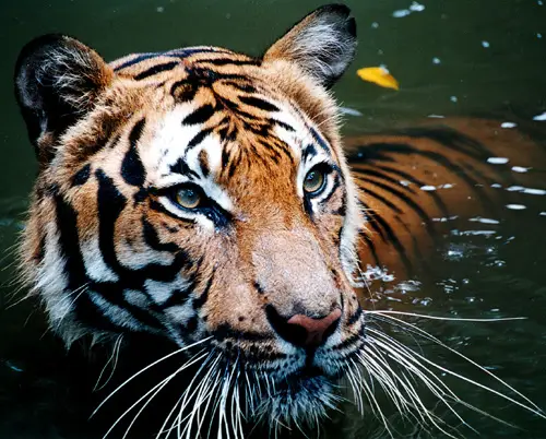 Malayan Tiger in the water