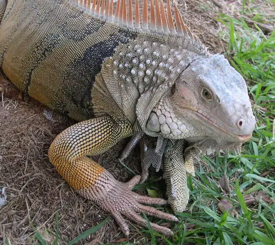 The Iguanas might seem dangerous, but they're not aggressive at all