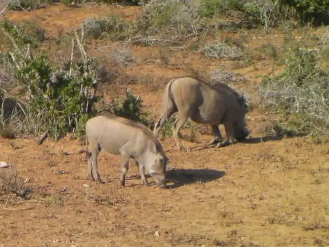 The Warthog obtains very much food by digging it up from the ground