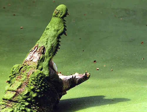Nile Crocodile Swimming in Slime
