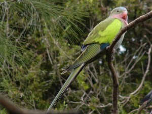 A Princess Parrot female 