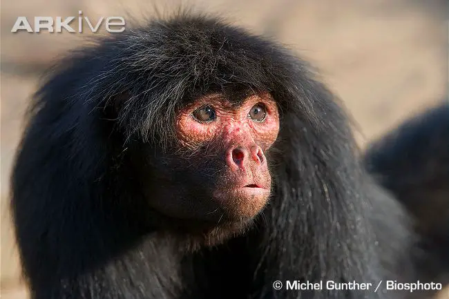 They're also sometimes called "Red Faced Monkeys" because of the facial colour of some individuals