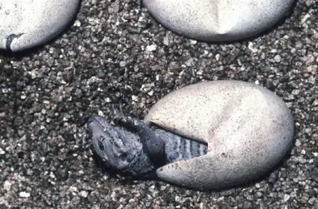 A Common Iguana hatching