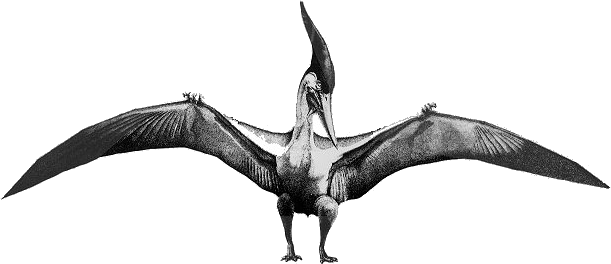 A sketch of the famoues Pteranodon