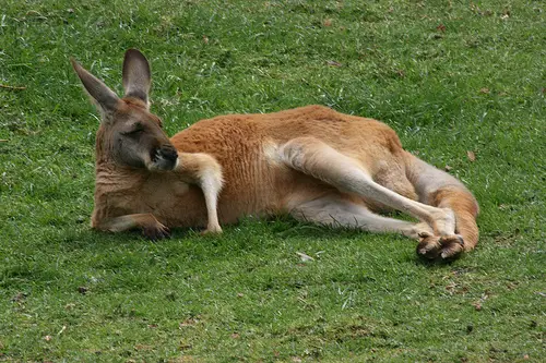 A red kangaroo lazing around at Adelaide Zoo