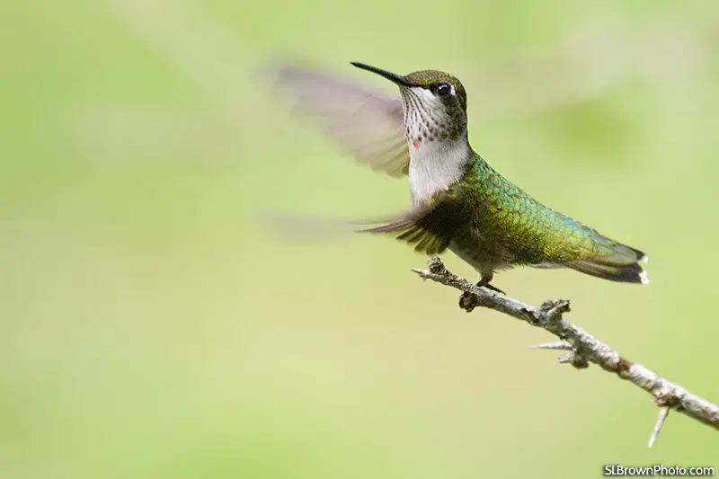 Some species of the hummingbirds can flap their wings as many as 78 times per second